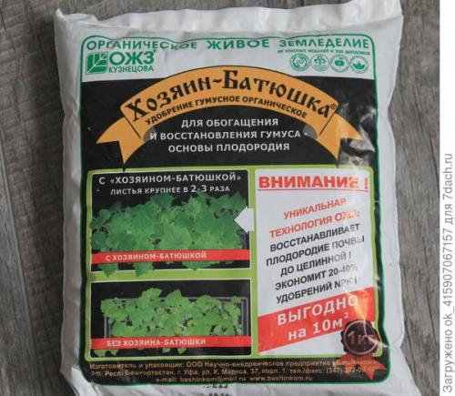 В чем особенности выращивания лука из семян по сравнению с рассадой. От семян до богатырской луковицы