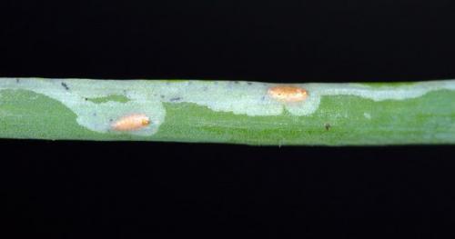 Как защитить сибирский лук от вредителей и заболеваний. Профилактика появления луковой мухи