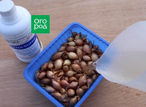 Лук севок: полное руководство по посадке и уходу 07 Лук севок: полное руководство по посадке и уходу 07