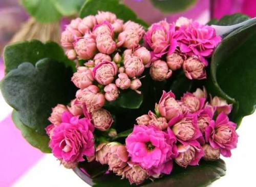 Почему у каланхоэ желтеют и сохнут листья и что делать. Причины пожелтения 11