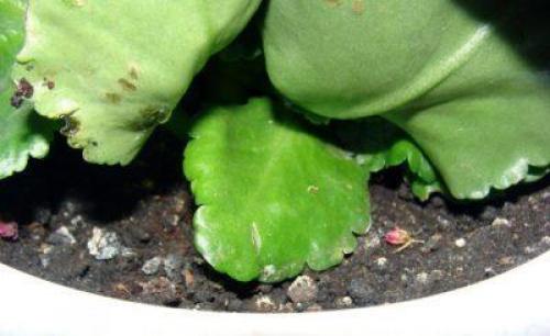 Каланхоэ лациниата желтеет. Что делать, если у каланхоэ начинают желтеть и сохнуть листья?