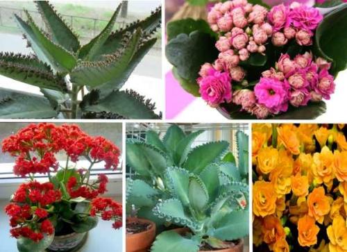 Почему у каланхоэ желтеют и сохнут листья и что делать. Причины пожелтения 06