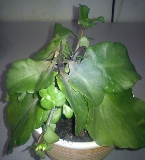 Каланхоэ завяли цветы. Как реанимировать каланхоэ, которое сохнет, вянет или гниет, видео