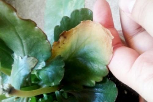 Почему у каланхоэ сохнут листья. Почему у каланхоэ желтеют листья и как спасти растение? Особенности ухода