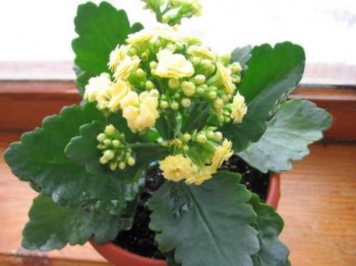 Почему у каланхоэ желтеют и сохнут листья и что делать. Причины пожелтения 08