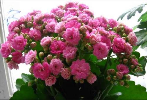 Почему у каланхоэ желтеют и сохнут листья и что делать. Причины пожелтения 07