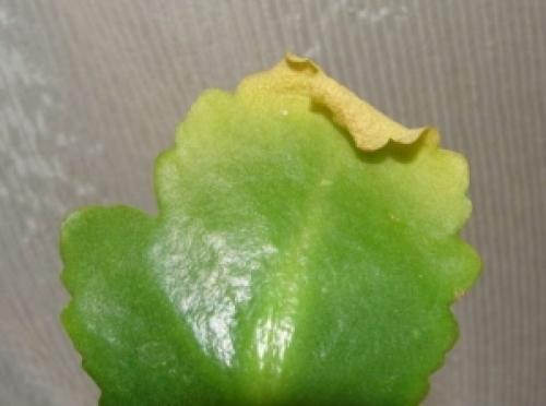 Почему у каланхоэ сохнут листья. Почему у каланхоэ желтеют листья и как спасти растение? Особенности ухода