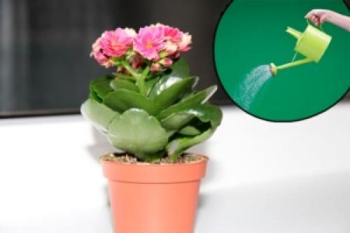 Почему у каланхоэ сохнут листья. Почему у каланхоэ желтеют листья и как спасти растение? Особенности ухода