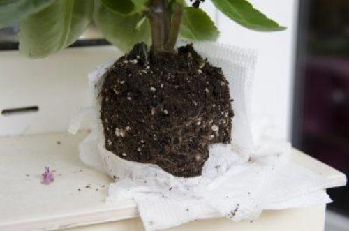 Каланхоэ лациниата желтеет. Что делать, если у каланхоэ начинают желтеть и сохнуть листья?