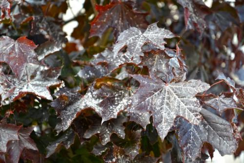 На каланхое мучнистый налет. Настоящая мучнистая роса 03