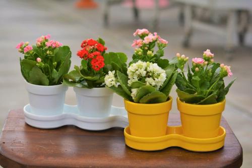 Дырочки на листьях каланхоэ. Каланхоэ