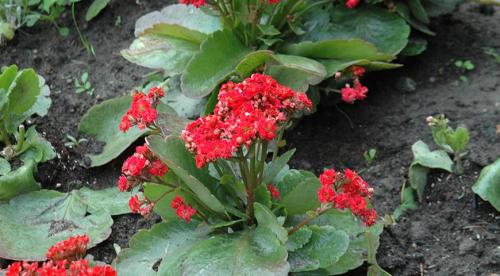 Болезни каланхоэ и меры борьбы с ними. Болезни каланхоэ — причины и лечение 07