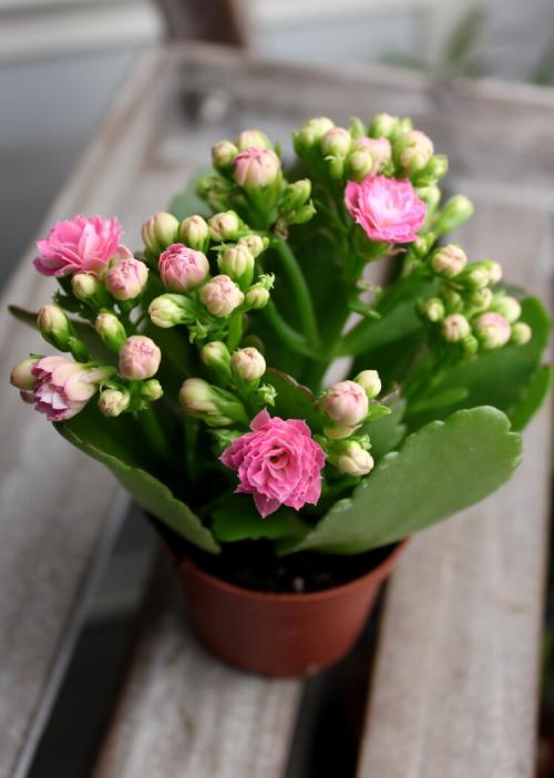 Дырочки на листьях каланхоэ. Каланхоэ