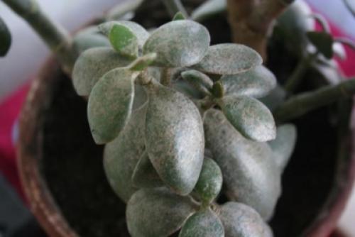 Мучнистая роса на толстянке. Белые точки на денежном дереве