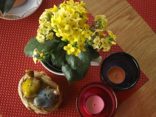 У каланхоэ чернеет ствол. Каланхоэ почернел стебель и веточки, как спасти растение