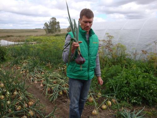 Лук репчатый однолетний сибирский: секреты выращивания и ухода 01 Лук репчатый однолетний сибирский: секреты выращивания и ухода 01