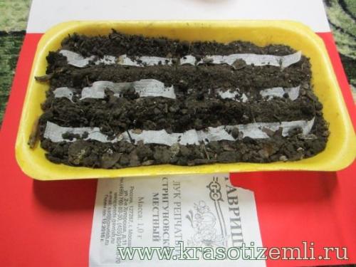 Купить лук севок сибирский однолетний 14: выгодные предложения и высокое качество 05