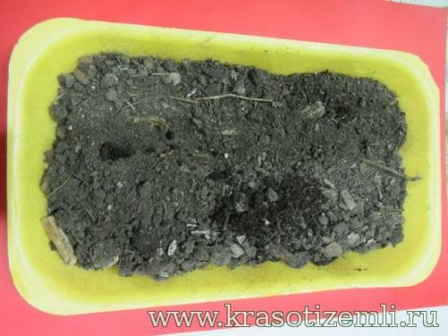 Купить лук севок сибирский однолетний 14: выгодные предложения и высокое качество 03