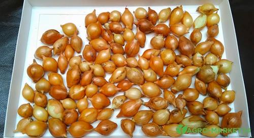 Купить лук севок сибирский однолетний 14: выгодные предложения и высокое качество 01