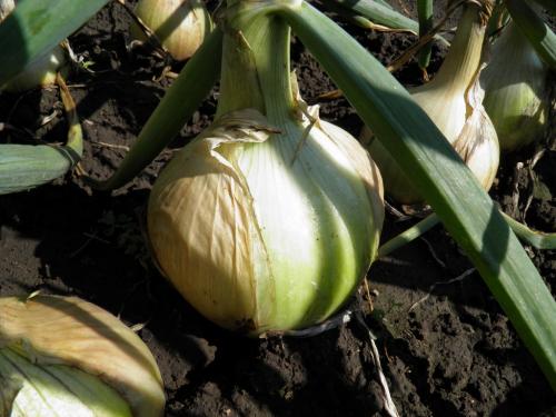 Лук репчатый однолетний сибирский: секреты выращивания и ухода 02 Лук репчатый однолетний сибирский: секреты выращивания и ухода 02