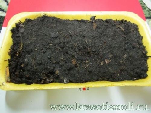 Купить лук севок сибирский однолетний 14: выгодные предложения и высокое качество 06