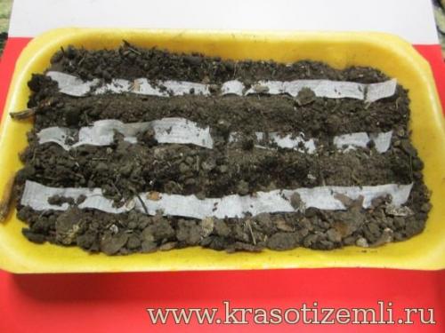 Купить лук севок сибирский однолетний 14: выгодные предложения и высокое качество 04