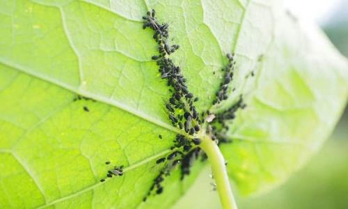 Какие патогены скрываются в горшках с комнатными растениями. Убийцы с подоконника. Чем могут быть опасны комнатные цветы? 02