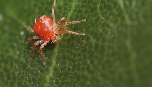 Какие патогены скрываются в горшках с комнатными растениями. Убийцы с подоконника. Чем могут быть опасны комнатные цветы? 01