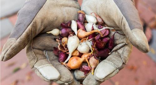 Как выбрать качественный лук-севок для вашего сада 02 Как выбрать качественный лук-севок для вашего сада 02