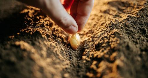 Как ухаживать за луком-севком после посадки. Весенняя посадка лука-севка пошагово