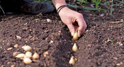 Как выбрать качественный лук-севок для вашего сада 03 Как выбрать качественный лук-севок для вашего сада 03