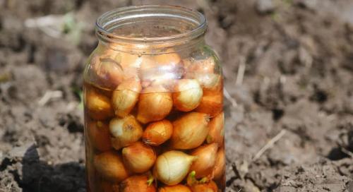 Как выбрать качественный лук-севок для вашего сада 01 Как выбрать качественный лук-севок для вашего сада 01