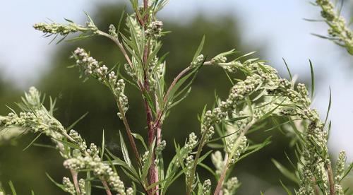 Сорта полынь декоративная. Посеребрим сад? Какой сорт полыни сможет украсить ваш участок 08