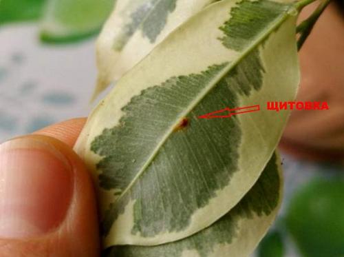 Как бороться со щитовкой на комнатных растениях. Препараты для борьбы с насекомыми 04