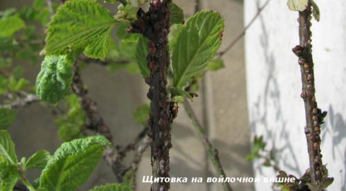 Как бороться со щитовкой на комнатных растениях. Препараты для борьбы с насекомыми 03