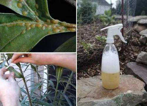 Как бороться со щитовкой на комнатных растениях. Препараты для борьбы с насекомыми 09