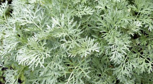 Сорта полынь декоративная. Посеребрим сад? Какой сорт полыни сможет украсить ваш участок 11