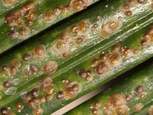 Как избавиться от щитовки в домашних условиях. Как выглядит щитовка на комнатных растениях