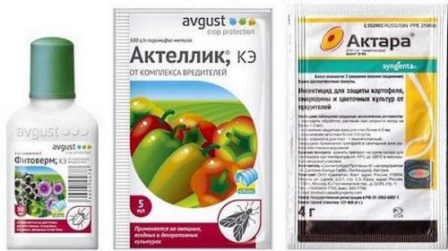 Как бороться со щитовкой на комнатных растениях. Препараты для борьбы с насекомыми 08