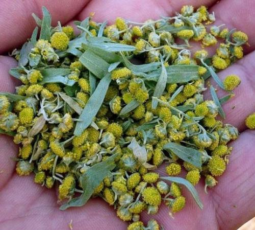 Какую почву любит полынь. Полынь горькая, выращивание и уход