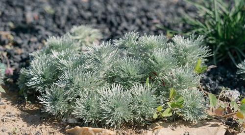 Сорта полынь декоративная. Посеребрим сад? Какой сорт полыни сможет украсить ваш участок 09