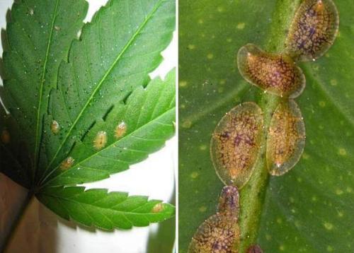 Как бороться со щитовкой на комнатных растениях. Препараты для борьбы с насекомыми 05