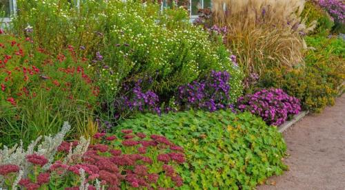 Сорта полынь декоративная. Посеребрим сад? Какой сорт полыни сможет украсить ваш участок 12