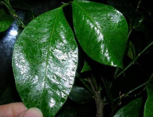 Как бороться со щитовкой на комнатных растениях. Препараты для борьбы с насекомыми 07