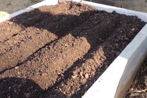 Как быстро посадить чеснок. Чеснок: выращивание и уход