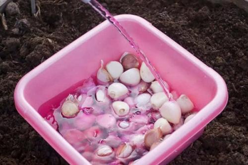 Как быстро посадить чеснок. Чеснок: выращивание и уход