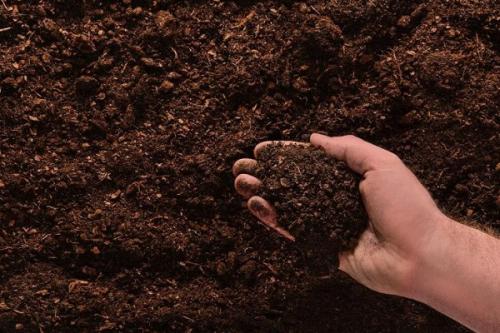 Как быстро посадить чеснок. Чеснок: выращивание и уход