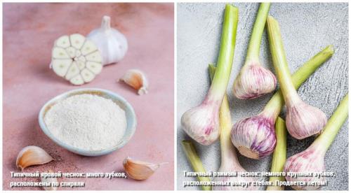 Как правильно посадить чеснок под зиму. Подготовка почвы для посадки озимого чеснока осенью 07 Как правильно посадить чеснок под зиму. Подготовка почвы для посадки озимого чеснока осенью 07