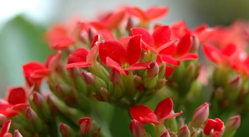 Почему каланхоэ сбрасывает листья. Нарушение влажностного режима 03