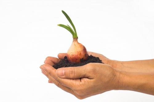 Можно ли выращивать сибирский Золотистый лук-севок в условиях теплицы. Сорта лука для Сибири